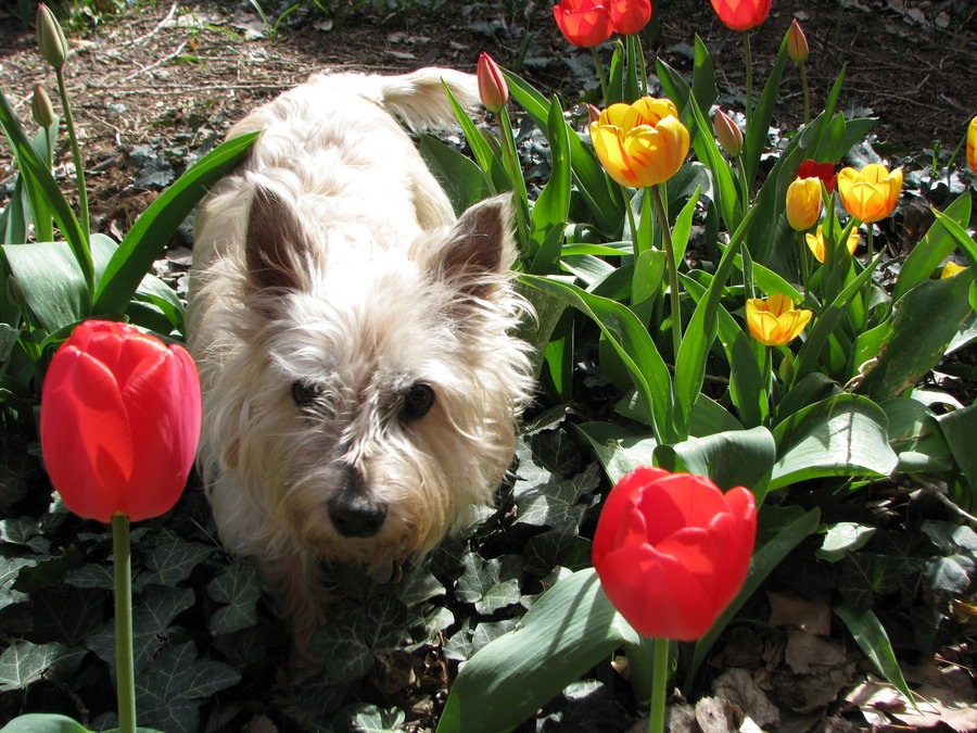 Dog in the tulips